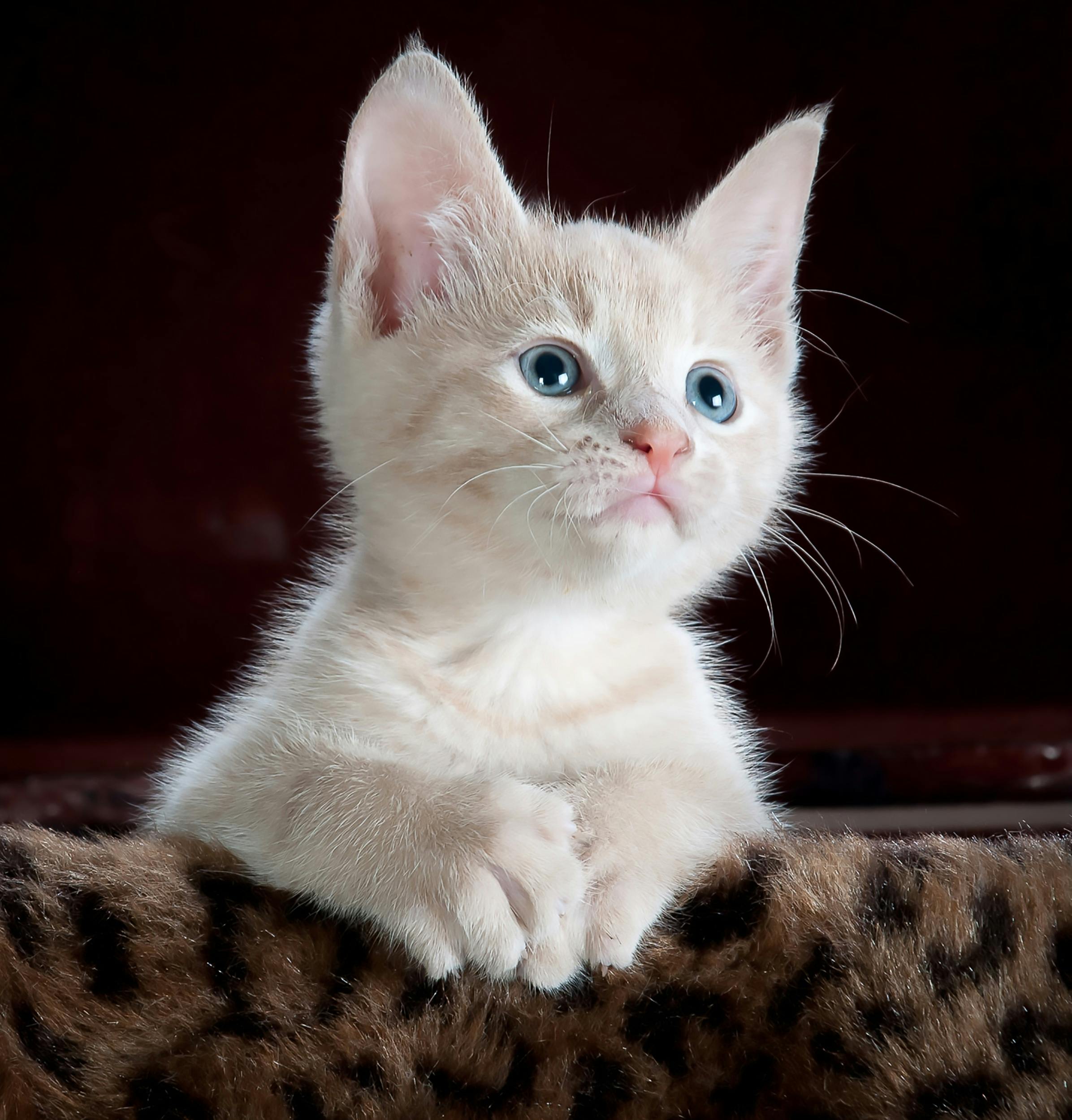 Уход за кошками